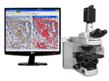 BD-2000C免疫组化显微图像的显微影像分析系统